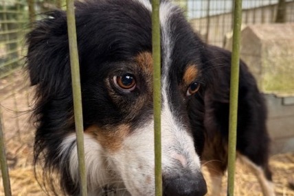 Fundmeldung Hund Männliche Sougères-en-Puisaye Frankreich Fundmeldung Hund Männliche Sougères-en-Puisaye Frankreich