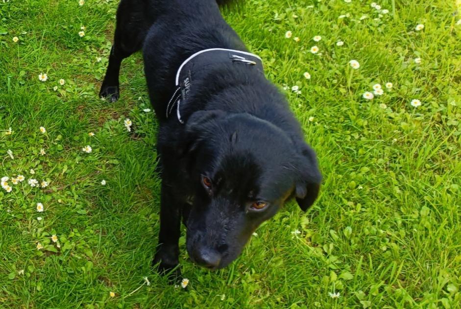 Vermisstmeldung Hund rassenmischung Männliche , 4 jahre Huilly-sur-Seille Frankreich