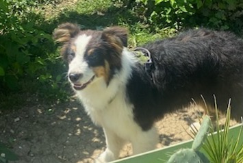 Vermisstmeldung Hund  Männliche , 1 jahre Ouges Frankreich