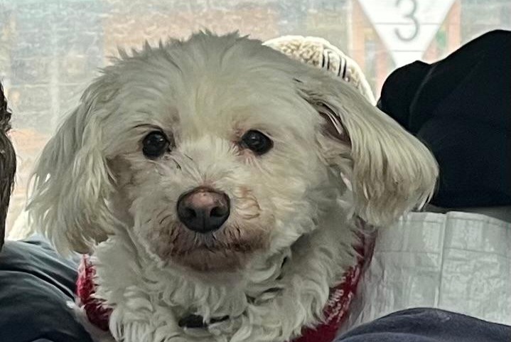 Vermisstmeldung Hund  Weiblich , 13 jahre Paris Frankreich