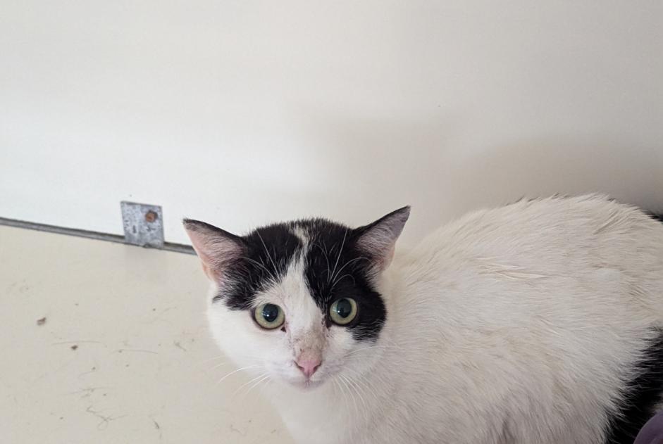 Fundmeldung Katze Weiblich Vitré Frankreich Fundmeldung Katze Weiblich Vitré Frankreich