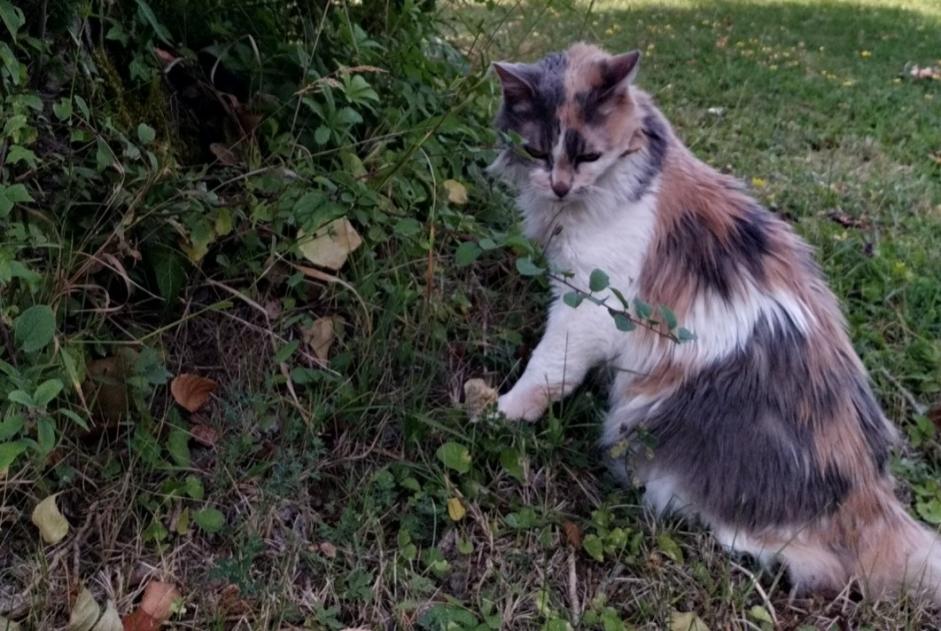 Vermisstmeldung Katze Weiblich , 18 jahre Paris Frankreich Vermisstmeldung Katze Weiblich , 18 jahre Paris Frankreich