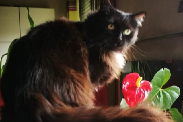 Disappearance alert Cat miscegenation Female , 16 years Talant France