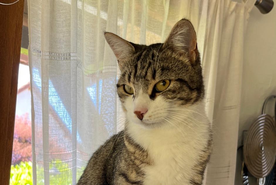 Disappearance alert Cat Female , 2 years Louhans France Disappearance alert Cat Female , 2 years Louhans France