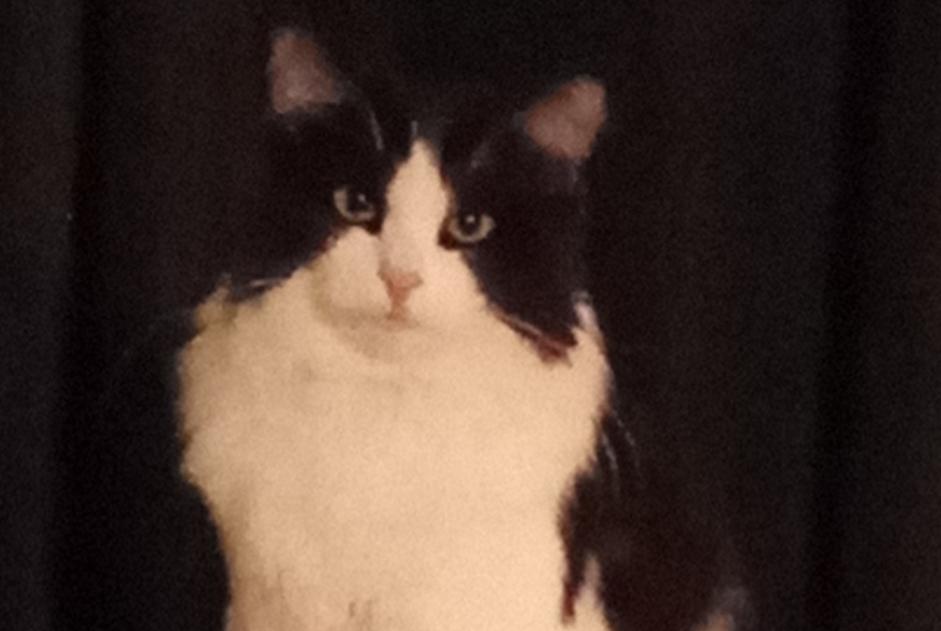 Disappearance alert Cat Male , 1 years Saint-Saulge France Disappearance alert Cat Male , 1 years Saint-Saulge France
