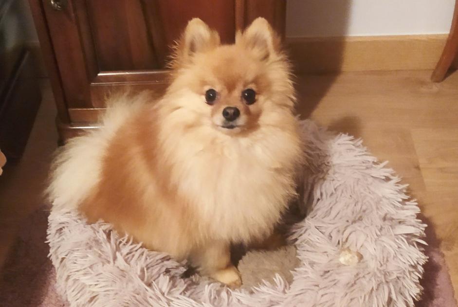Disappearance alert Dog Male , 3 years Marguerittes France Disappearance alert Dog Male , 3 years Marguerittes France