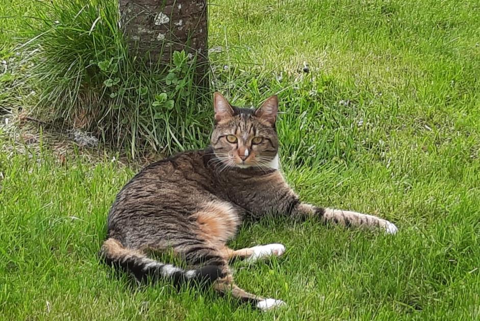 Alerta de Desaparición Gato cruce Hembra , 5 años Marigny-l'Église Francia Alerta de Desaparición Gato cruce Hembra , 5 años Marigny-l'Église Francia