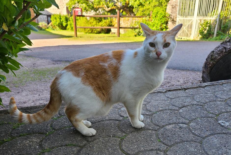 Alerta de Hallazgo Gato Macho , 7 años Mesvres Francia Alerta de Hallazgo Gato Macho , 7 años Mesvres Francia