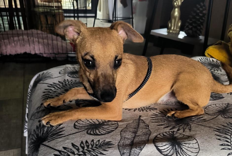 Alerta de Hallazgo Perro cruce Macho Fauverney Francia
