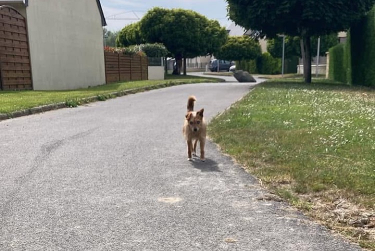 Alerta de Hallazgo Perro Desconocido Dol-de-Bretagne Francia