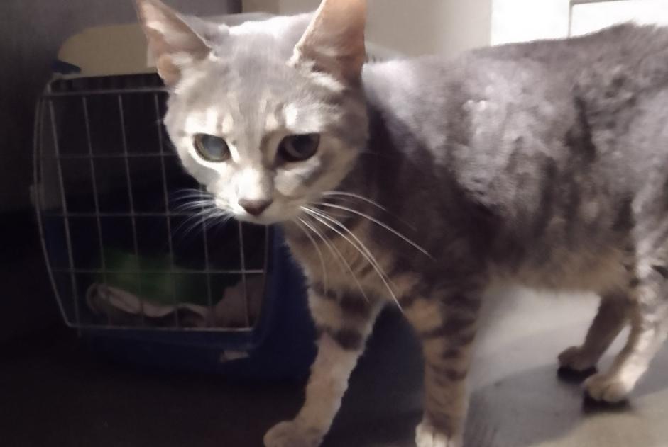 Alerte Disparition Chat croisement Femelle , 7 ans Elne France