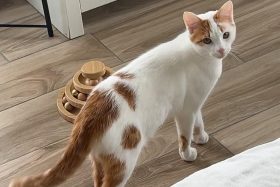 Alerte Disparition Chat Mâle , 1 ans Rosheim France