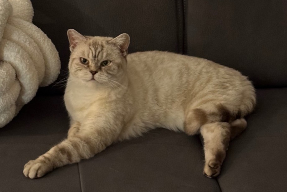 Alerte Disparition Chat Mâle , 3 ans Pfastatt France Alerte Disparition Chat Mâle , 3 ans Pfastatt France