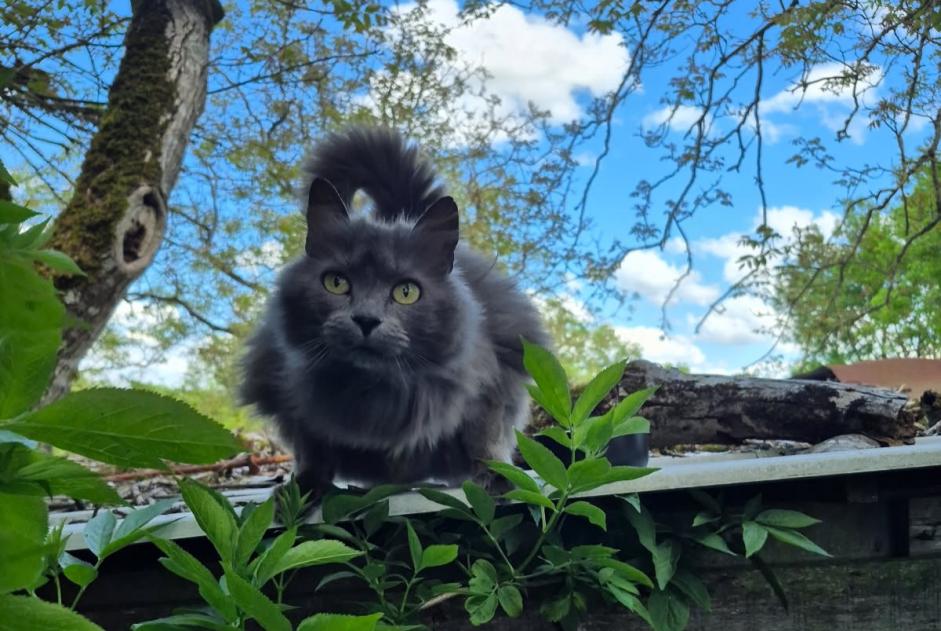 Alerte Découverte Chat croisement Femelle Vouillé France