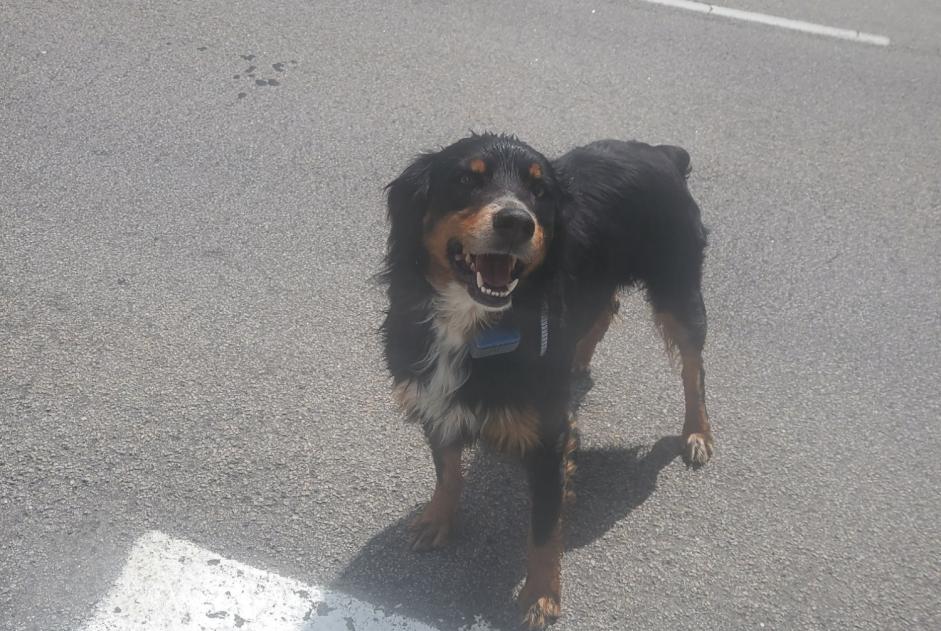 Alerte Découverte Chien croisement Mâle Comps France