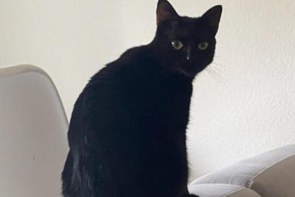 Avviso scomparsa Gatto Maschio , 2 anni Le Mans Francia Avviso scomparsa Gatto Maschio , 2 anni Le Mans Francia