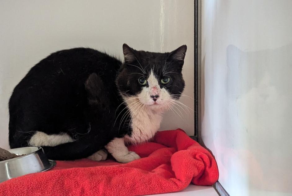 Avviso Ritrovamento Gatto Maschio Domagné Francia