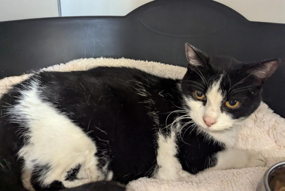 Avviso Ritrovamento Gatto Femmina Argentré-du-Plessis Francia