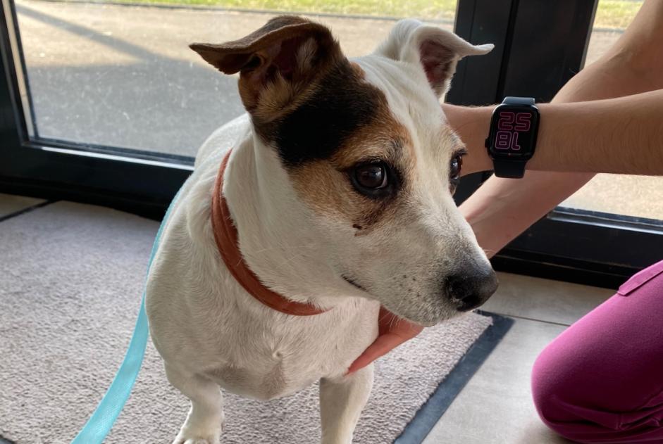 Ontdekkingsalarm Hond Mannetje Basse-Rentgen Frankrijk Ontdekkingsalarm Hond Mannetje Basse-Rentgen Frankrijk
