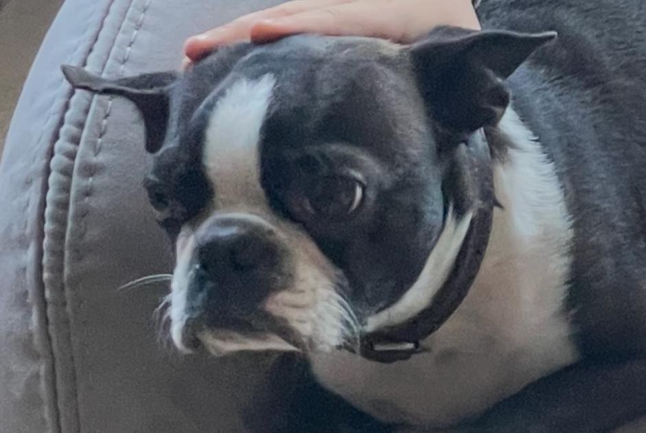 Verdwijningsalarm Hond Mannetje , 6 jaar Saint-Aubin-du-Cormier Frankrijk Verdwijningsalarm Hond Mannetje , 6 jaar Saint-Aubin-du-Cormier Frankrijk