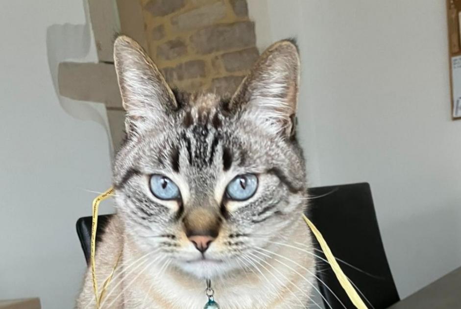Alerta desaparecimento Gato cruzamento Fêmea , 6 anos Cruzille France