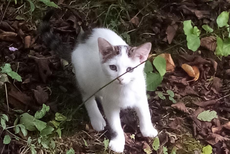 Alerta desaparecimento Gato Macho , 1 anos Fontenoy France Alerta desaparecimento Gato Macho , 1 anos Fontenoy France