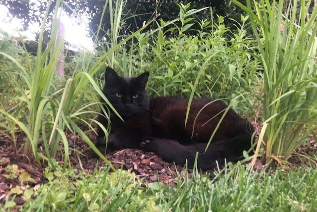 Alerta desaparecimento Gato Macho , 15 anos Saint-Louis France Alerta desaparecimento Gato Macho , 15 anos Saint-Louis France