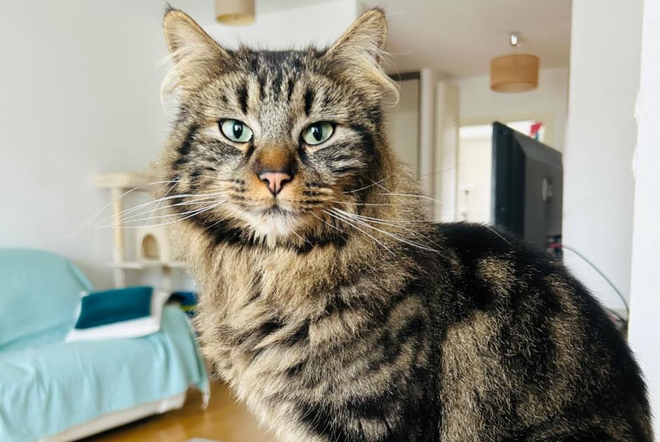 Alerta desaparecimento Gato Macho , 3 anos Ingersheim France Alerta desaparecimento Gato Macho , 3 anos Ingersheim France