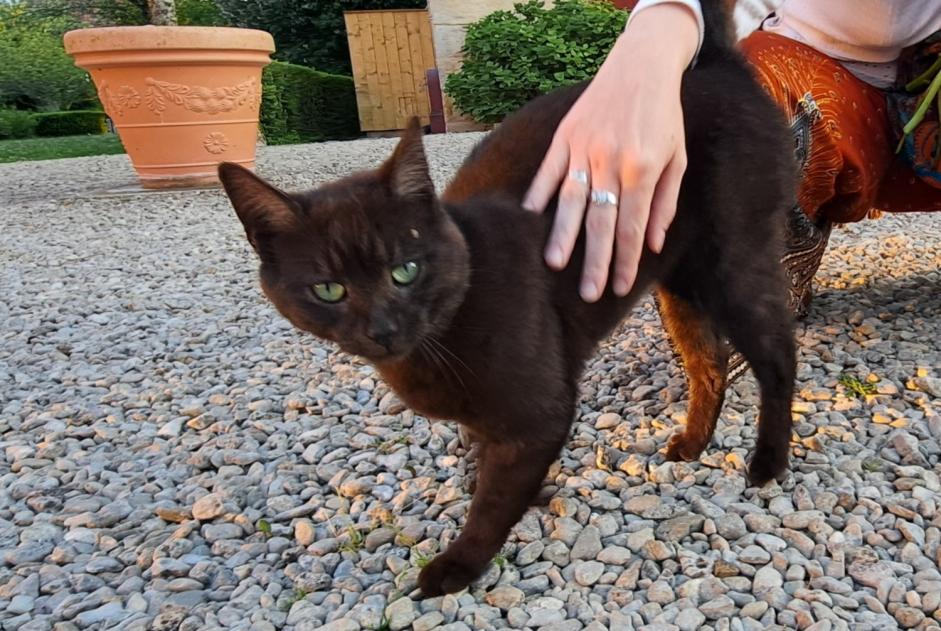 Alerta descoberta Gato Macho Val-Suzon France